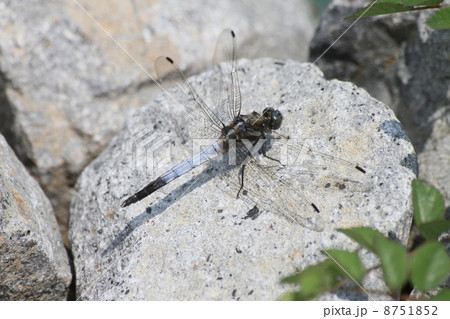 石の上にもトンボ 8751852