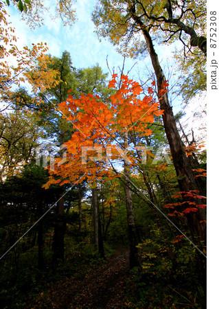 上高地の紅葉 上高地の紅葉 8752308