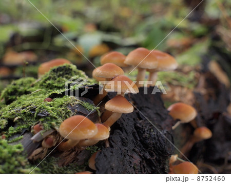 クリタケモドキの写真素材