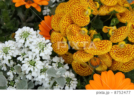 カルセオラリアとイベリス カルセオラリアとイベリス 8752477