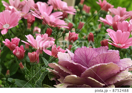 ハボタンとサイネリア 8752488