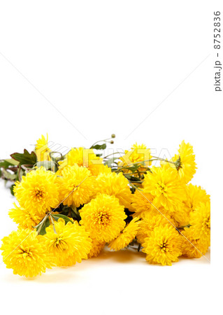 Bouquet of yellow flowers, chrysanthemums isolated on white back 8752836