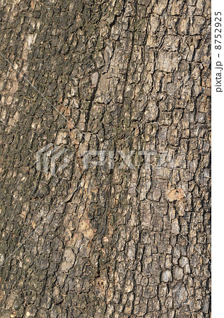 柿の木の木肌 柿の木の木肌 8752925