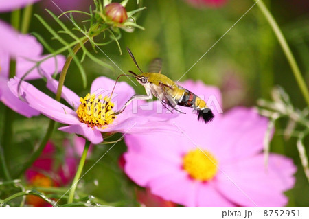 コスモスとおおすかしば 8752951
