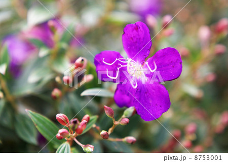 コートダジュール コートダジュール 8753001