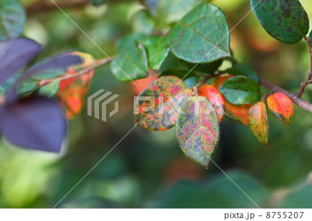 トキワマンサクの紅葉 8755207