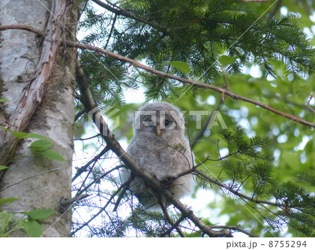 エゾフクロウひな 8755294