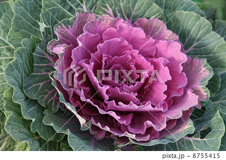 葉ぼたん 8755415