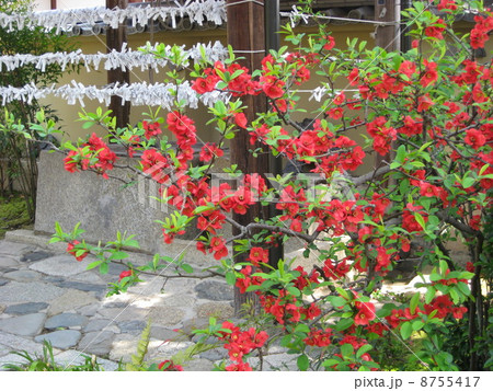 木瓜の花とおみくじ 8755417