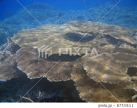 今どき貴重な日本の巨大テーブル珊瑚です 今どき貴重な日本の巨大テーブル珊瑚です 8755611