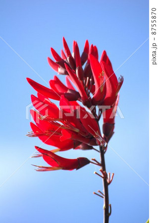 サンゴシトウ（デイゴ） 8755870