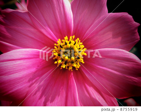 コスモス 8755919