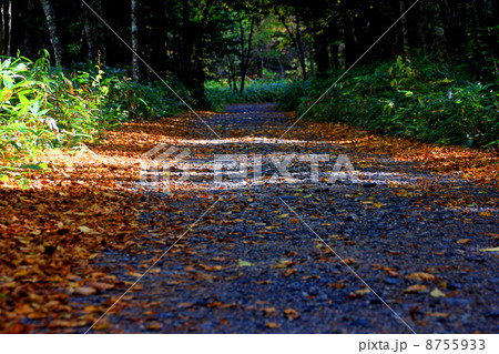 上高地の遊歩道 上高地の遊歩道 8755933