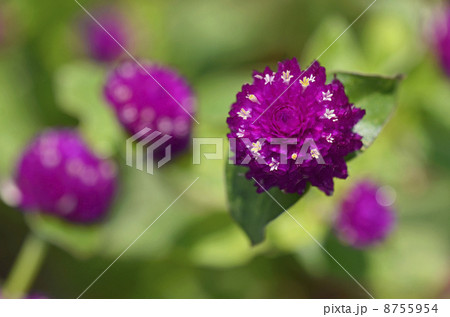 センニチコウ(千日紅) センニチコウ(千日紅) 8755954