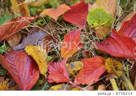 紅葉 8756214
