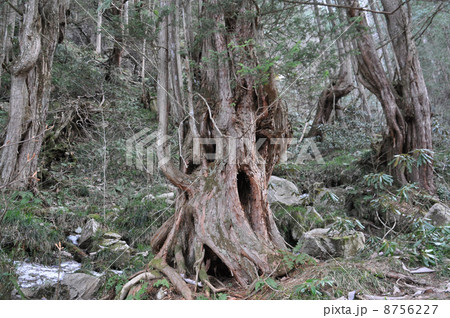 あがりこサワラ:長野県松川村馬羅尾高原4月-518 あがりこサワラ:長野県松川村馬羅尾高原4月-518 8756227