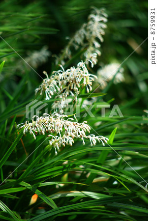 野に咲くノシランの花 8759931