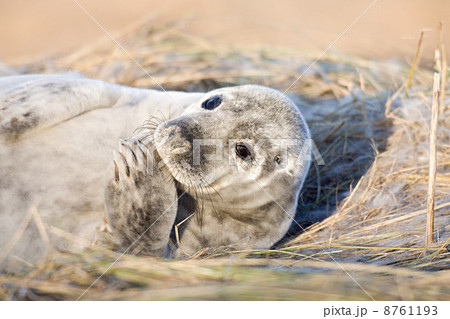 IS098SS29 IS098SS29 8761193