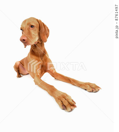 IS09AA6R7 IS09AA6R7 8761497