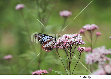 アサギマダラ アサギマダラ 8769258