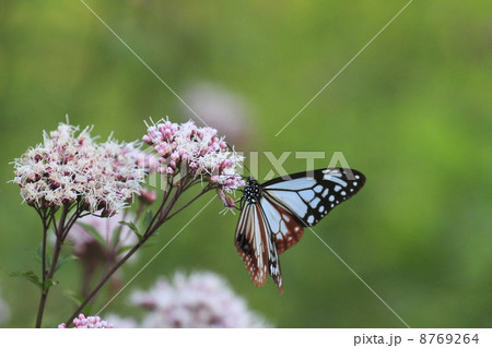 アサギマダラ 8769264