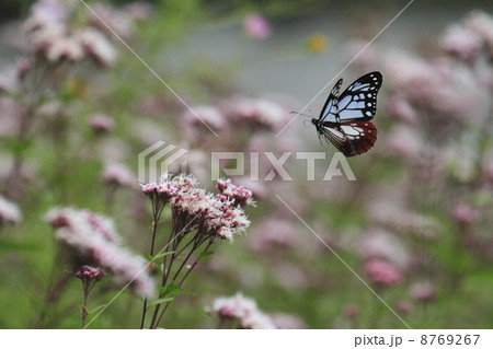 アサギマダラ 8769267