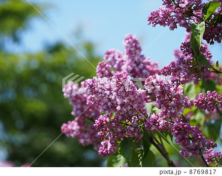 ライラック 8769817
