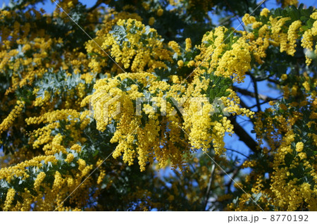 銀葉アカシア　別名ミモザ 8770192