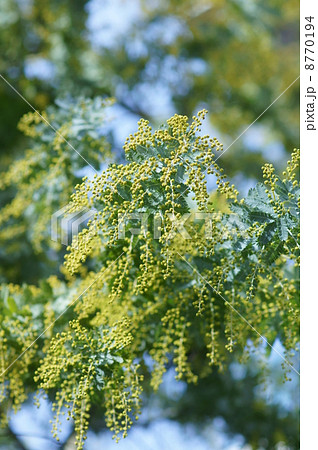 銀葉アカシア　別名ミモザ 8770194