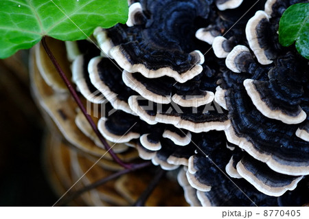 雨上がりのカワラタケ 8770405