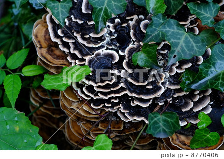 雨上がりのカワラタケ 8770406