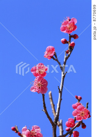 春に咲く花 紅梅 春に咲く花 紅梅 8770699