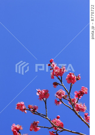 春に咲く花 紅梅 春に咲く花 紅梅 8770722