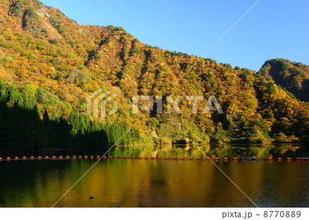 早出川ダムの紅葉 8770889