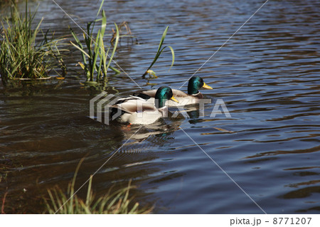 two mallard on water 8771207
