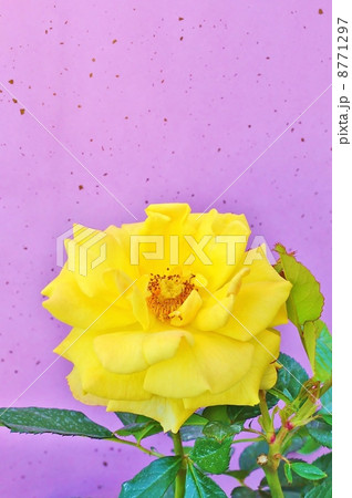 花の背景素材 黄色い薔薇一輪 薄紫和紙バック縦位置の写真素材