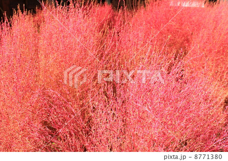 赤く紅葉したコキア 赤く紅葉したコキア 8771380