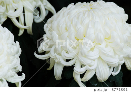 趣味の菊栽培 趣味の菊栽培 8771391