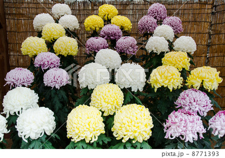 趣味の菊栽培 8771393