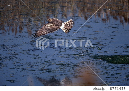 ハイイロチュウヒ雌が飛び立つ 8771453