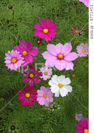 コスモス コスモス 8771455