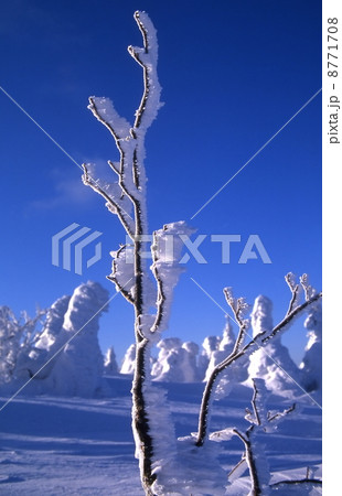 樹氷・エビのしっぽ 8771708