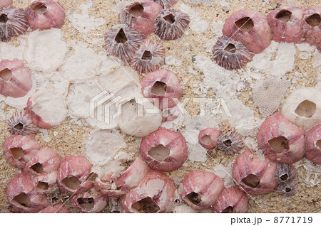 フジツボのテクスチャー 8771719