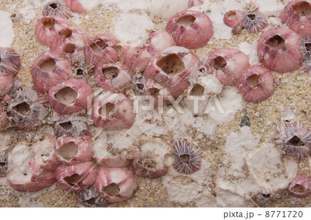 フジツボのテクスチャー フジツボのテクスチャー 8771720