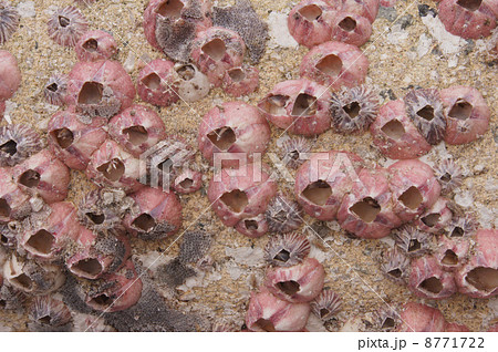 フジツボのテクスチャー 8771722