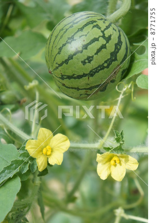 ミニスイカとスイカの花 8771755