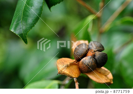 ヤブツバキの実 ヤブツバキの実 8771759