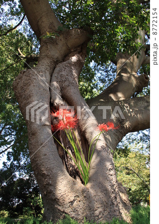 ケヤキに咲く曼珠沙華 8772154