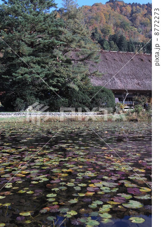 白川郷 蓮池 白川郷 蓮池 8772273