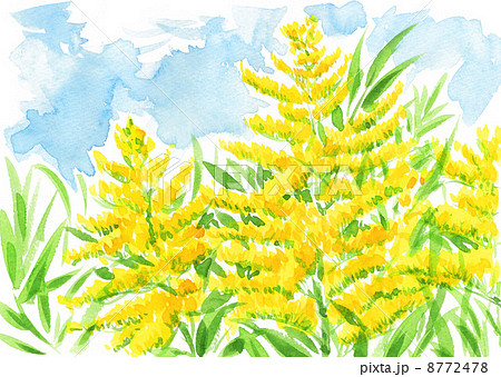 goldenrod131107pix1 8772478